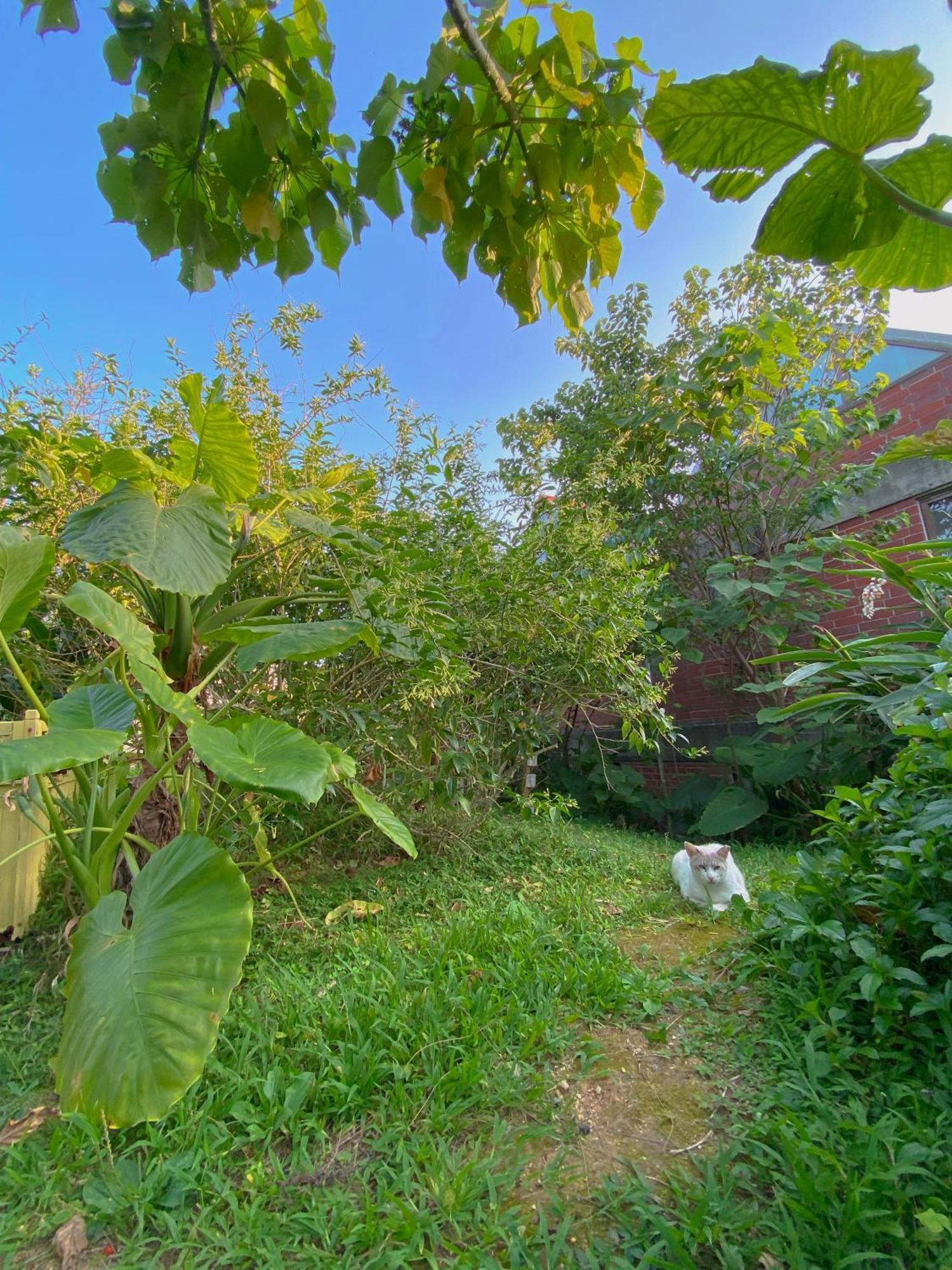 猫とピアノと星空のリゾートブティックコテージ - Starry Forest Cottage Okinawa - Onna Exterior foto