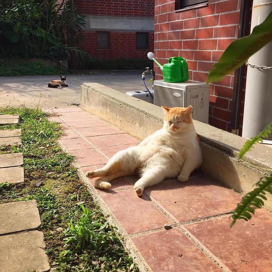 猫とピアノと星空のリゾートブティックコテージ - Starry Forest Cottage Okinawa - Onna Exterior foto